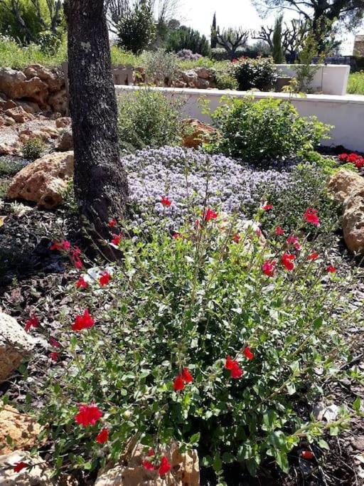 Maison 2/4pers : jardin piscine. LES AMANDIERS Lorgues Extérieur photo