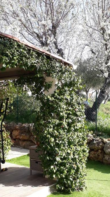 Maison 2/4pers : jardin piscine. LES AMANDIERS Lorgues Extérieur photo